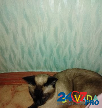 Котик хочет киску Irkutsk - photo 4