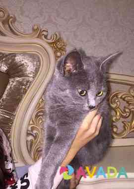 Шотландская кошка Groznyy