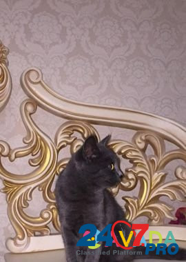 Шотландская кошка Грозный - изображение 1