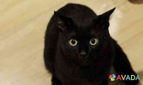 Чёрный котик Екатеринбург