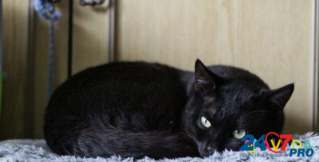 Чёрный котик Екатеринбург - изображение 3