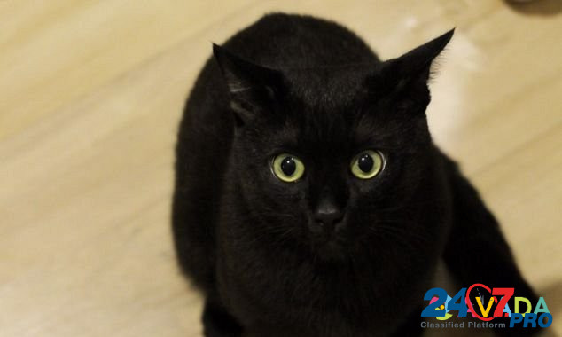 Чёрный котик Екатеринбург - изображение 1