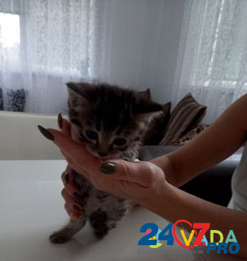 Котята в добрые руки Tyumen' - photo 3