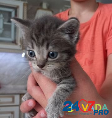 Котята в добрые руки Tyumen' - photo 4
