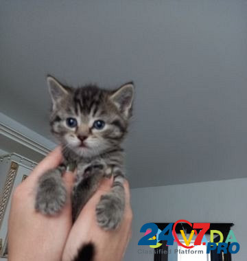 Котята в добрые руки Tyumen' - photo 6
