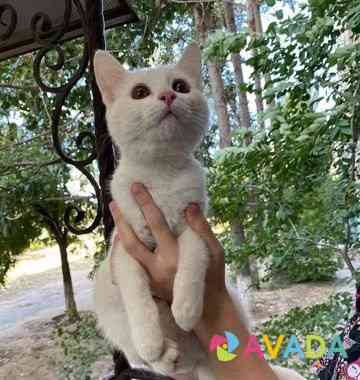 Котик в добрые руки Astrakhan'