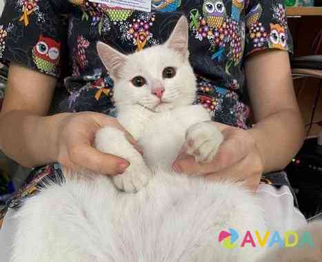 Котик в добрые руки Astrakhan'