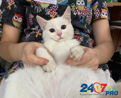 Котик в добрые руки Astrakhan' - photo 1