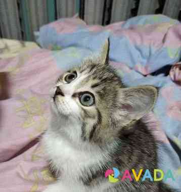 Котенок девочка 1,5 месяца Yekaterinburg