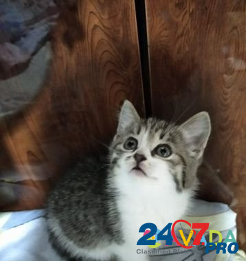 Котенок девочка 1,5 месяца Yekaterinburg - photo 3