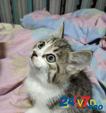 Котенок девочка 1,5 месяца Yekaterinburg - photo 2