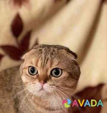 Вязка с золотым котом Rostov-na-Donu