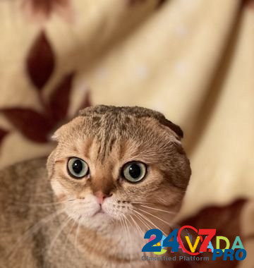 Вязка с золотым котом Rostov-na-Donu - photo 1