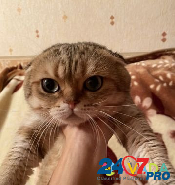 Вязка с золотым котом Rostov-na-Donu - photo 2