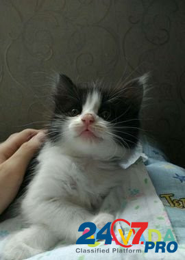 Пушистое счастье: отдам котят в хорошие руки Калининград - изображение 2