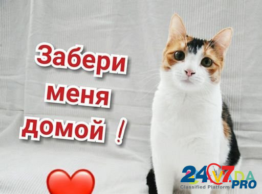 Кошка Нижний Новгород - изображение 7