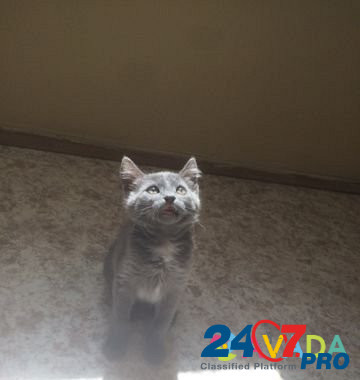Кошка 5 месяцев Тольятти - изображение 1