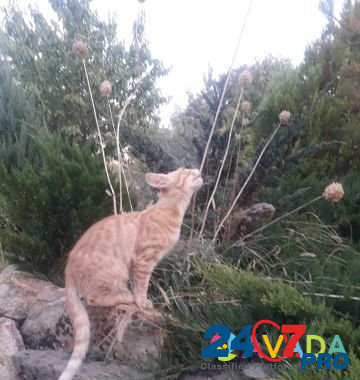 Рыжий полосатый котенок Belaya Kalitva - photo 1