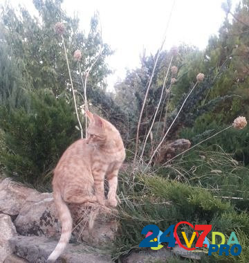 Рыжий полосатый котенок Belaya Kalitva - photo 3