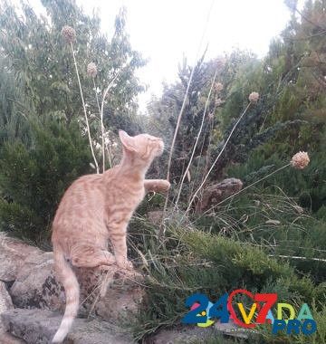 Рыжий полосатый котенок Belaya Kalitva - photo 2