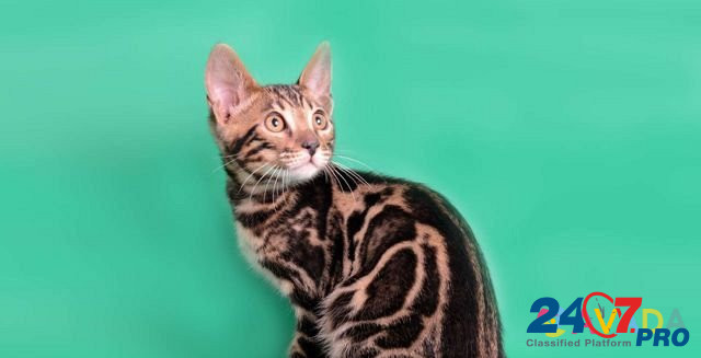 Бенгальский котенок Мурино - изображение 6
