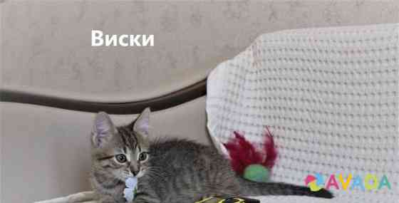 Котёнок в добрые руки Voronezh