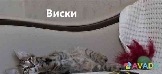Котёнок в добрые руки Voronezh