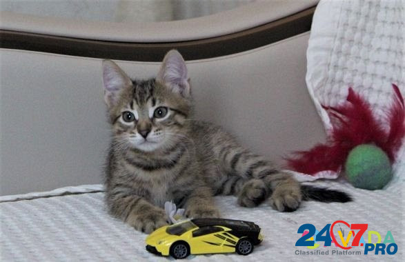 Котёнок в добрые руки Воронеж - изображение 3