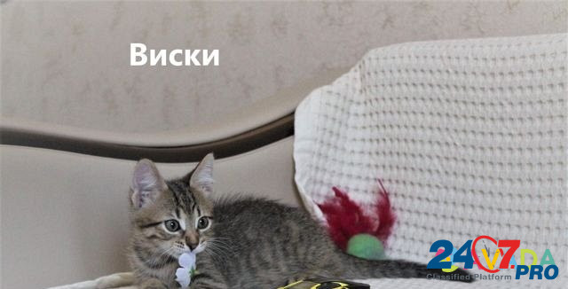 Котёнок в добрые руки Воронеж - изображение 4
