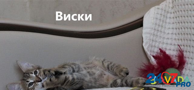 Котёнок в добрые руки Воронеж - изображение 2