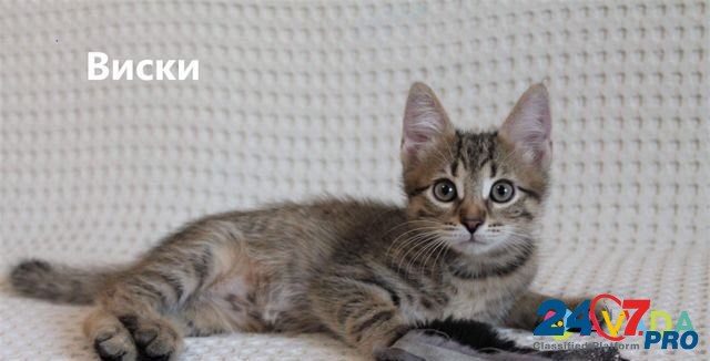Котёнок в добрые руки Воронеж - изображение 1