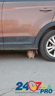 СНТ "октябрь" вот такие ничейные милые котята и ко Khokhryaki - photo 1