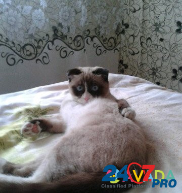 Сноу-шу нужен кот на вязку Frolovo - photo 3