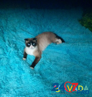 Сноу-шу нужен кот на вязку Frolovo - photo 4