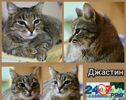 Ласковый в кот в добрые руки Cherepovets - photo 6