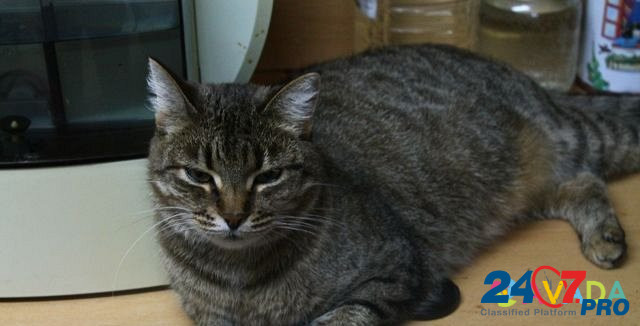 Ласковый в кот в добрые руки Cherepovets - photo 2