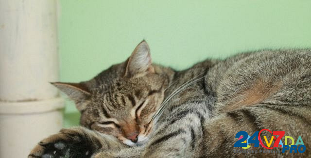 Ласковый в кот в добрые руки Cherepovets - photo 3