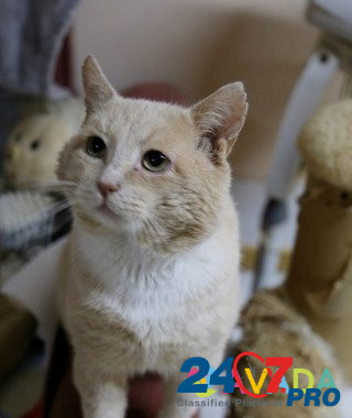 Кот в добрые руки Cherepovets - photo 1