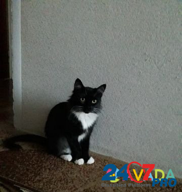 Кошка Bavleny - photo 1