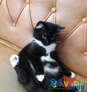 Кошка Bavleny - photo 2