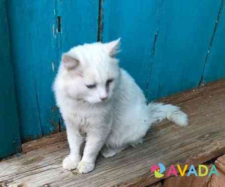 Белоснежный кот ищет любимого человека Кизляр