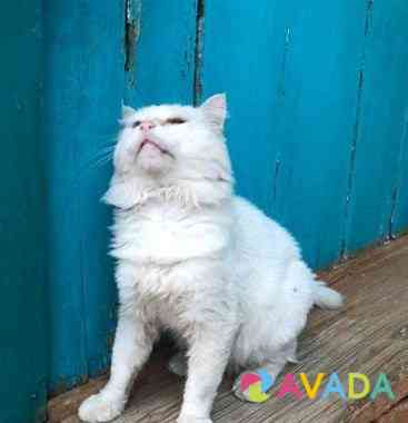 Белоснежный кот ищет любимого человека Kizlyar