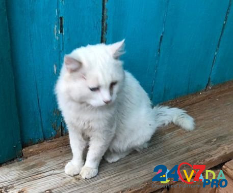 Белоснежный кот ищет любимого человека Kizlyar - photo 2