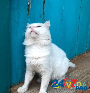 Белоснежный кот ищет любимого человека Kizlyar - photo 3