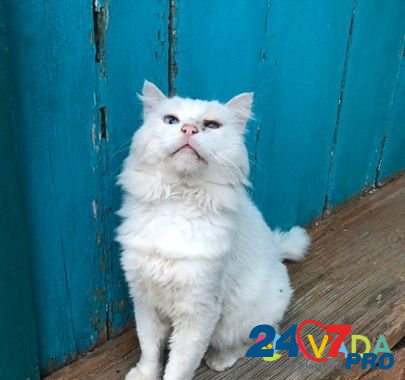 Белоснежный кот ищет любимого человека Kizlyar - photo 1