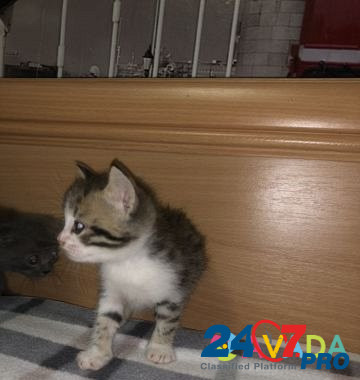 Продаются котята британские Leningradskaya - photo 4