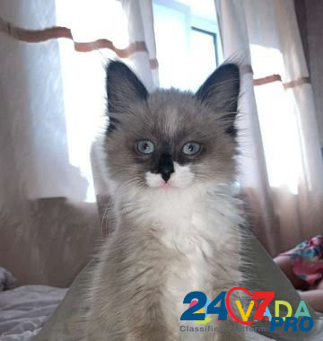 Кошка Samara - photo 4