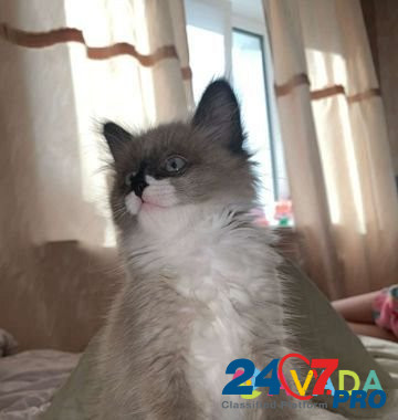 Кошка Samara - photo 3