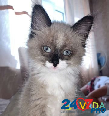 Кошка Samara - photo 1