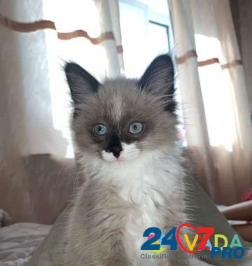 Кошка Samara - photo 2